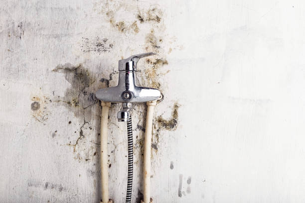 Office Mold Removal Services in Bayshore, NC