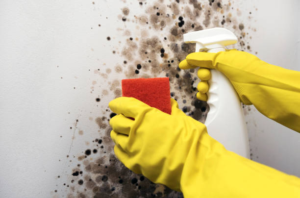 Mold Removal Process in Bayshore, NC