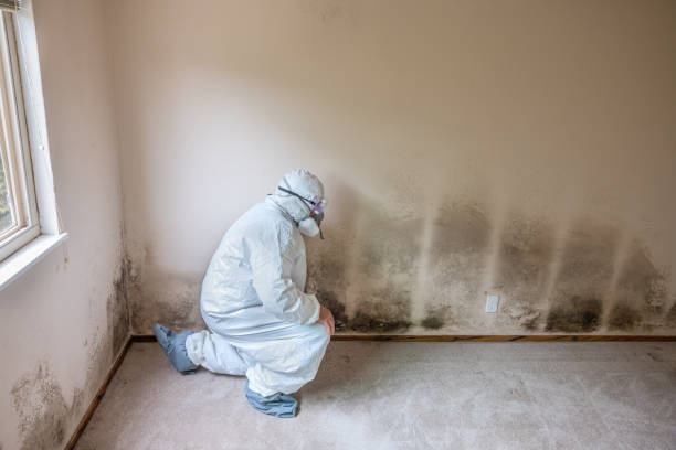 Best Commercial Mold Removal  in Bayshore, NC