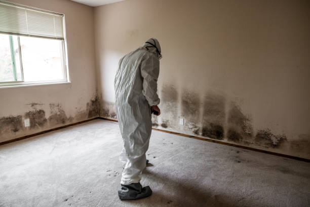 Mold Removal Process in Bayshore, NC